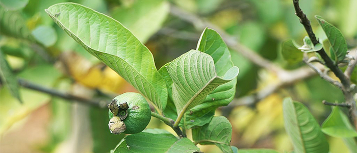 Health benefits of guava leaves and side effects